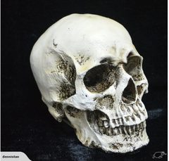 Skull Head Human Resin Skeleton 2013701