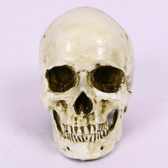 Skull Head Human Resin Skeleton Detached Jaw 2013703
